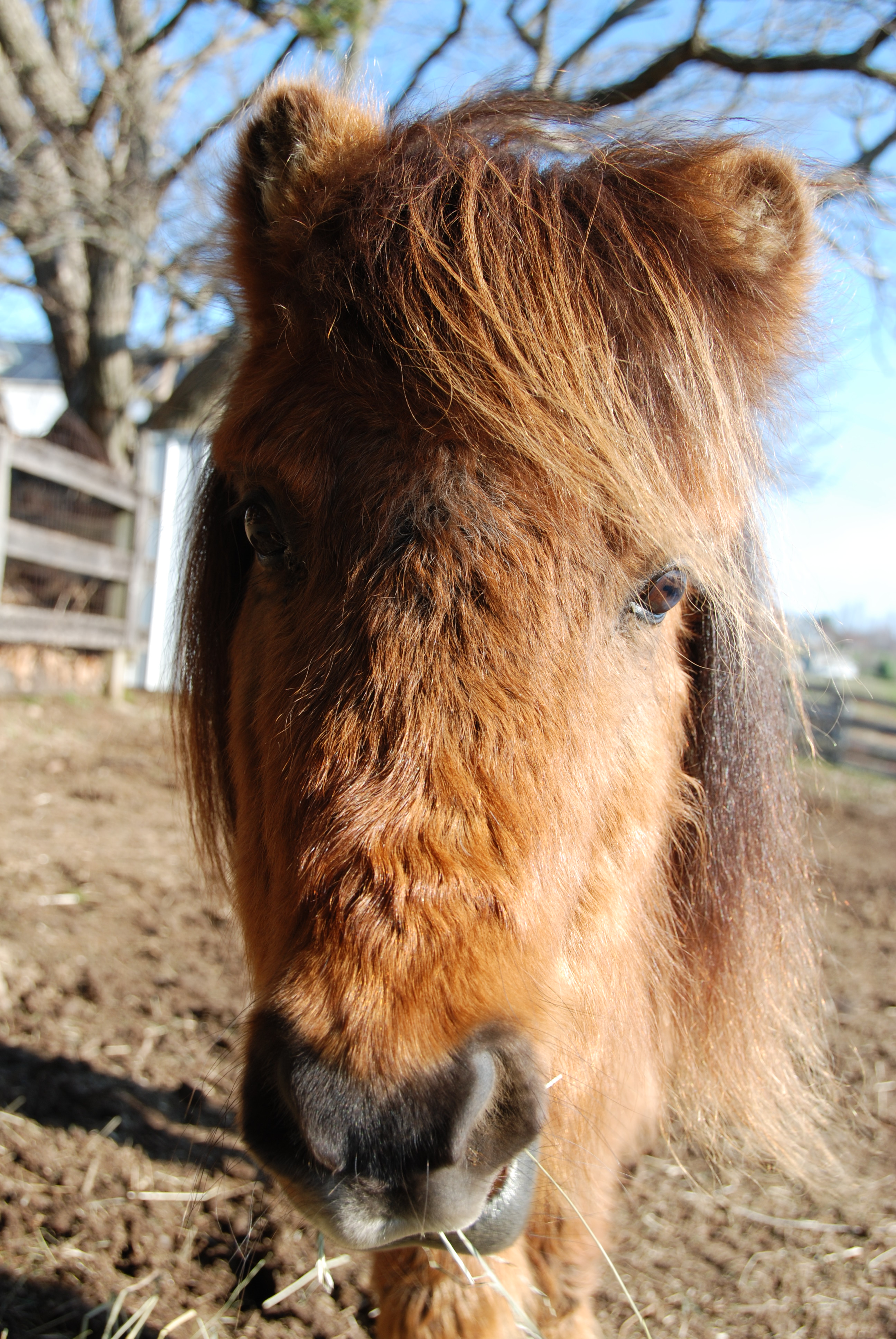horse 1