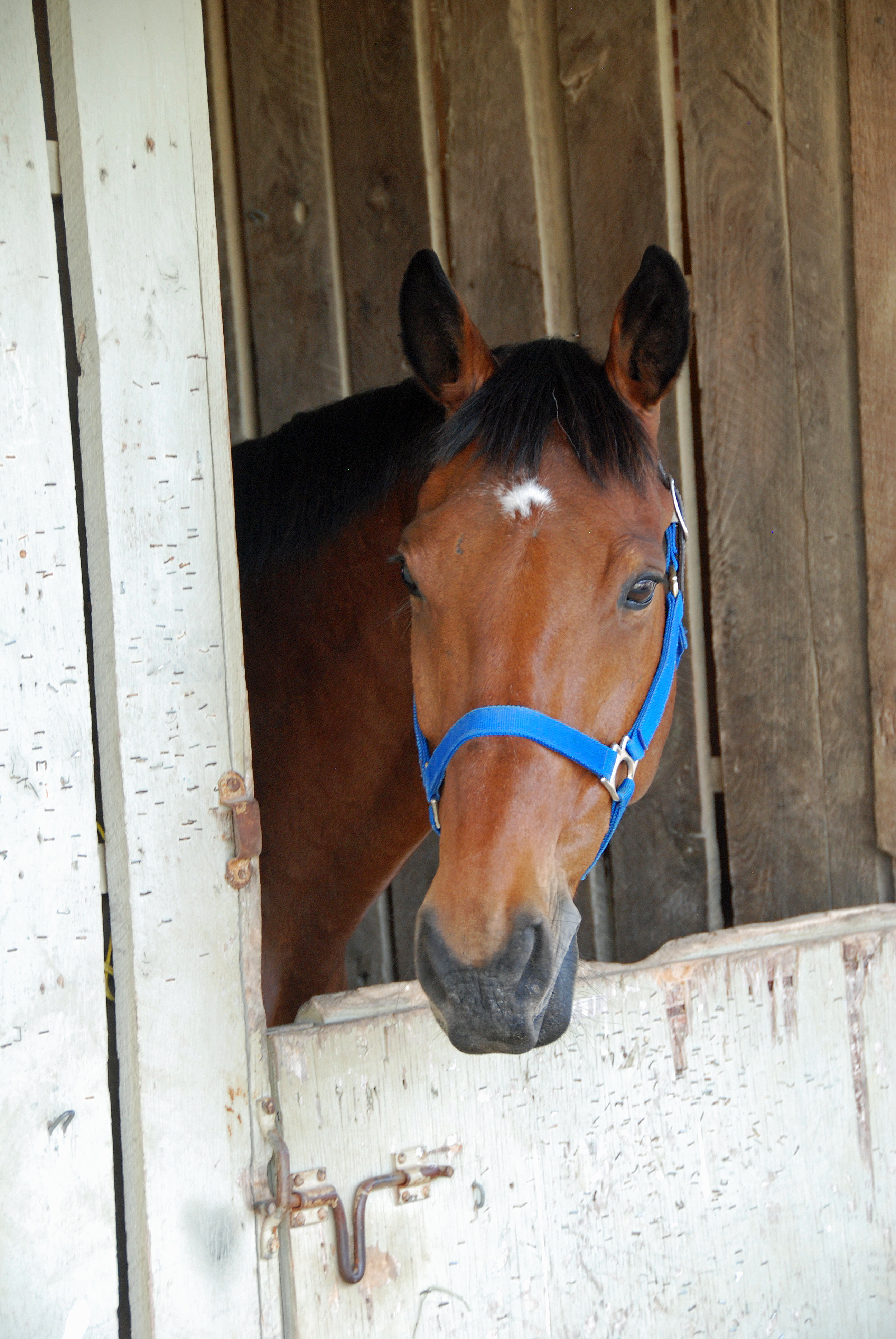 horse 5